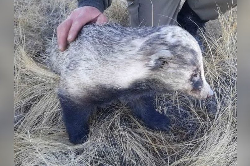 Сезон охоты на барсука завершился в регионе