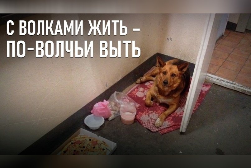 Бездомные собаки: между угрозой и жалостью