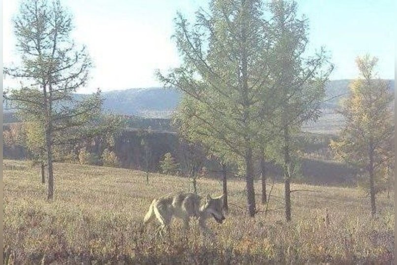 Степной волк попал в объектив фотоловушки